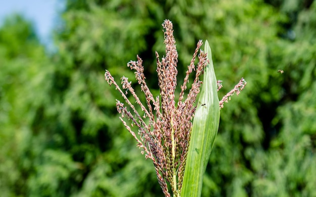 closeup view of corn at agricultural farmland