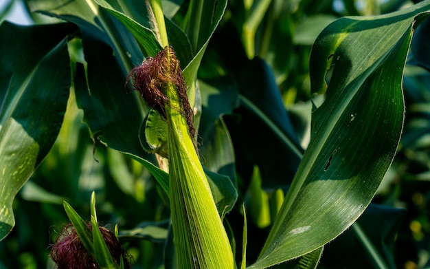 крупный план кукурузы на сельскохозяйственных угодьях