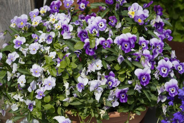 Closeup view of different viola flowers in the sunny day group of pansies in the garden