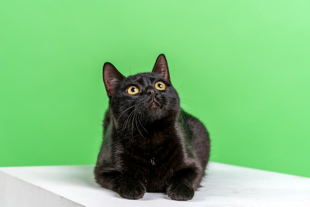 Closeup view of a domestic black cat with short hair on a green background sits on a white cube and ...