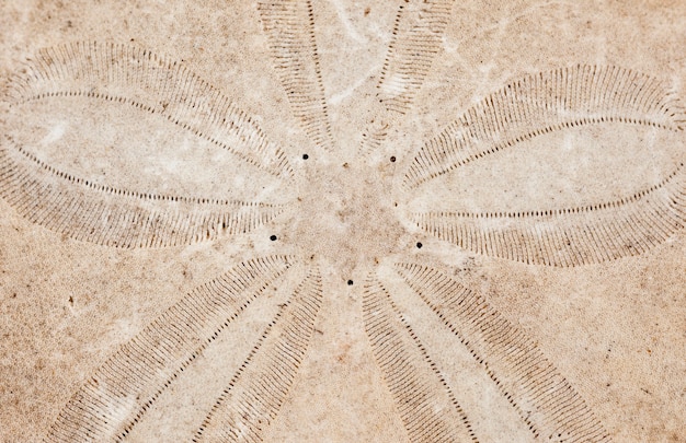 Closeup view of a dried sand dollar skeleton.