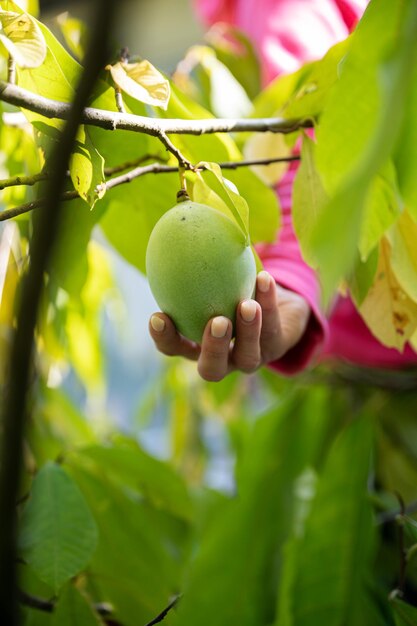 Closeup view of female hand holding ripening asimina fruit