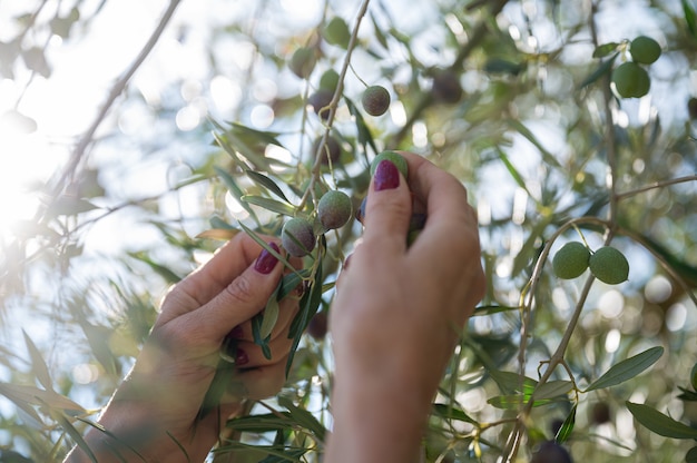 Foto vista del primo piano delle mani femminili che raccolgono frutti di oliva maturi da un albero.