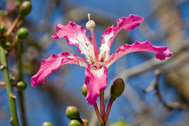 Closeup view of the flower of a Silk Floss tree.