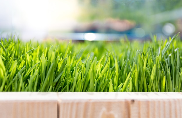 Closeup view of fresh growing green grass at bright sunny day