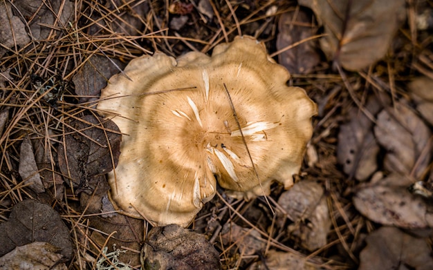 Vista ingrandita di funghi selvatici freschi nella foresta di rara, mugu, nepal.