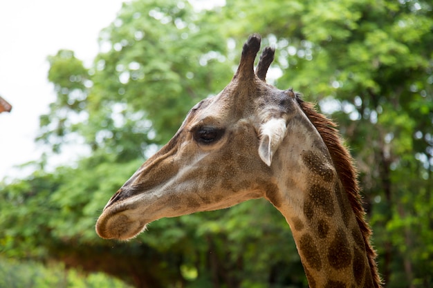 Closeup view of a giraffe face