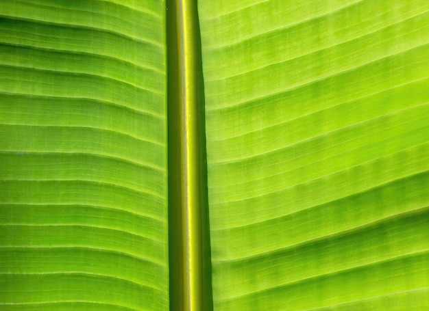 Closeup view of a green banana leaf