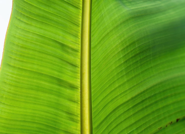 Closeup view of a green banana leaf