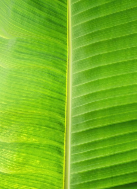 Closeup view of a green banana leaf