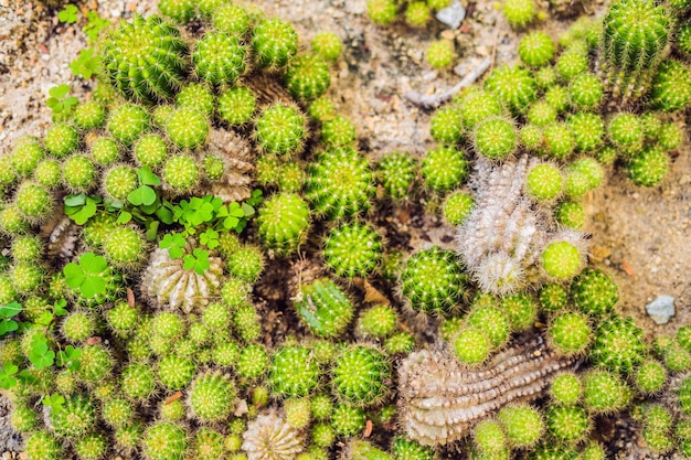 Closeup view of green cactus as a background, top view, texture