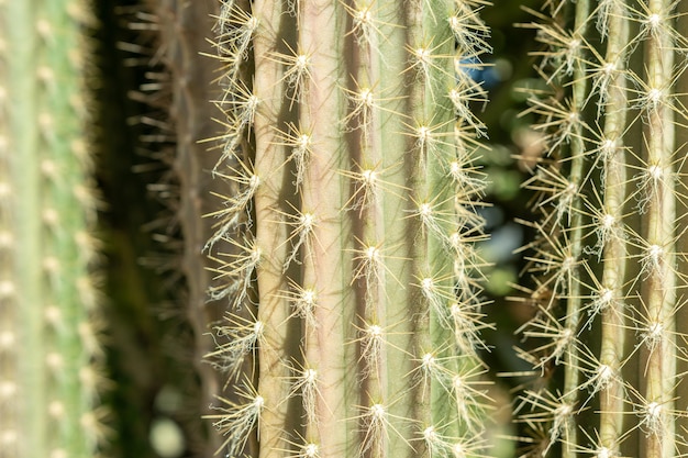 Closeup view of green cactus leaf as a background