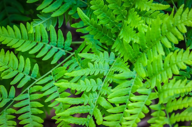 녹색 고사리의 근접 촬영 보기는 여름 숲에서 나뭇잎.