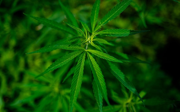 Vista del primo piano della foglia di erbe verdi marijuana