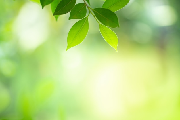 햇빛 아래 아름다움 bokeh와 녹색 잎의 근접 촬영보기