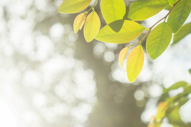 녹색 나뭇잎과 배경 bokeh 및 자연 햇빛의 근접 촬영보기.