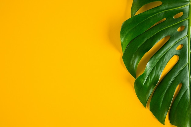 Closeup view of green natural tropical monstera leaf on bright yellow background with room for text
