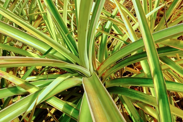 Крупный план зеленых стеблей и листьев pandanus veitchii, растущих в пустом поле на острове Оаху, Гавайи, в Соединенных Штатах Америки. Разнообразие свежих винтовых сосновых колючих растений в домашнем саду и на заднем дворе