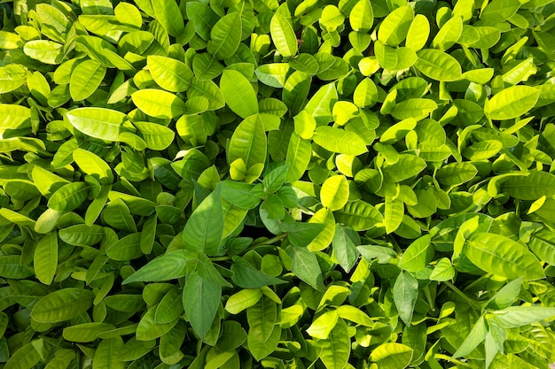 Closeup view of the green tropical leaf Tropical foliage