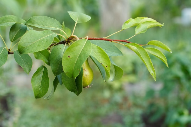 Closeup view of green unripe pear and leaves on the tree in the garden in summer day