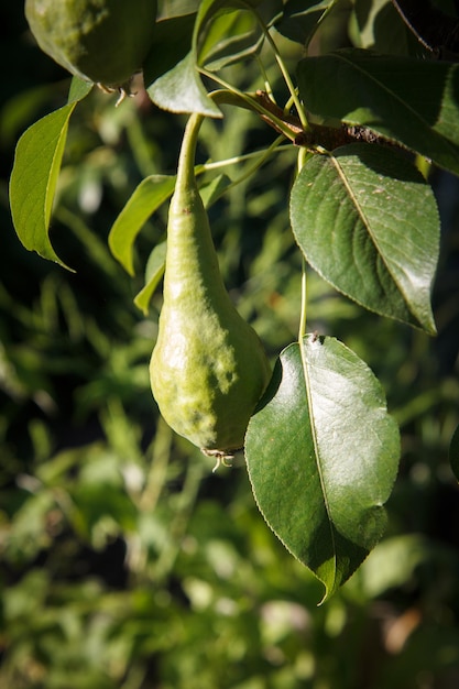 Closeup view of green unripe pear on the tree in the garden in summer day with leaves