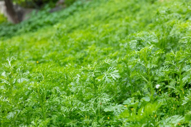 Closeup view of green wild plants blur meadow backdrop background