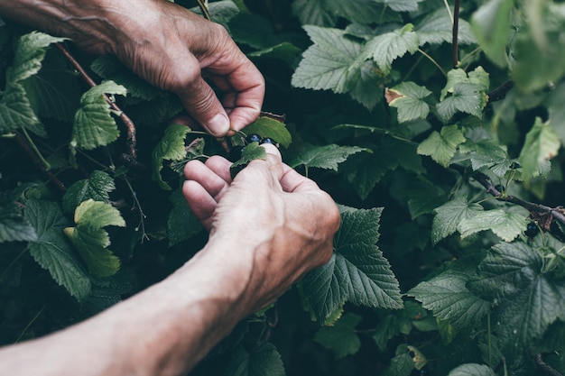 Closeup view on hands gathering currant berry from bush organic greenhouse harvest natural garden cr