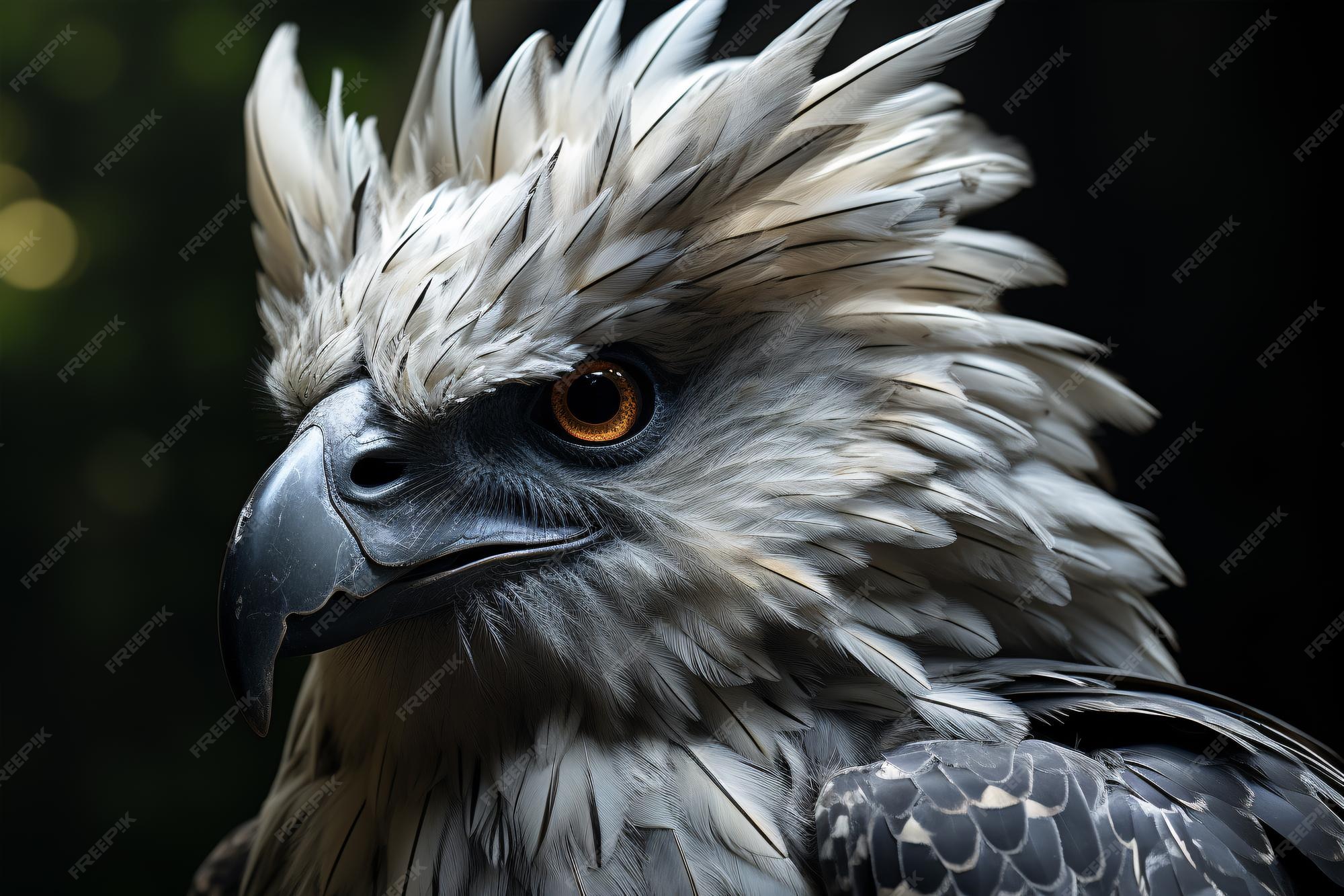 Premium AI Image Closeup view of a Harpy eagle Harpia harpyja(03)