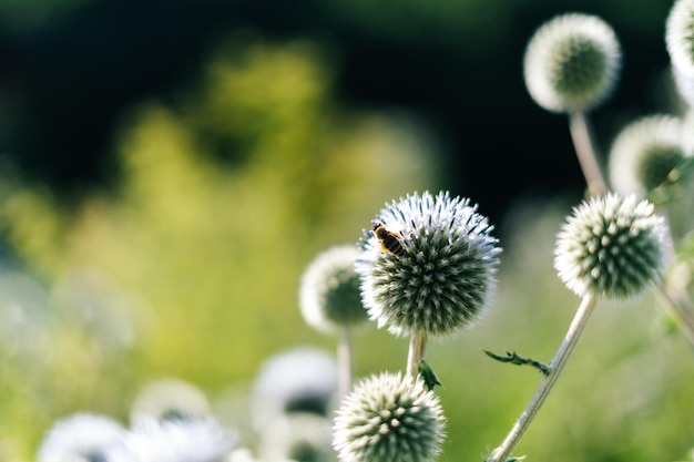 Closeup view of honeybee collecting pollen to produce honey on beautiful flower