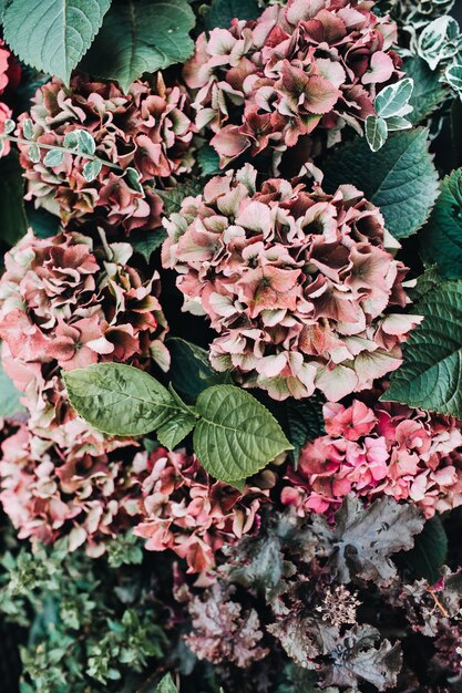 Closeup view of hydrangea flowers