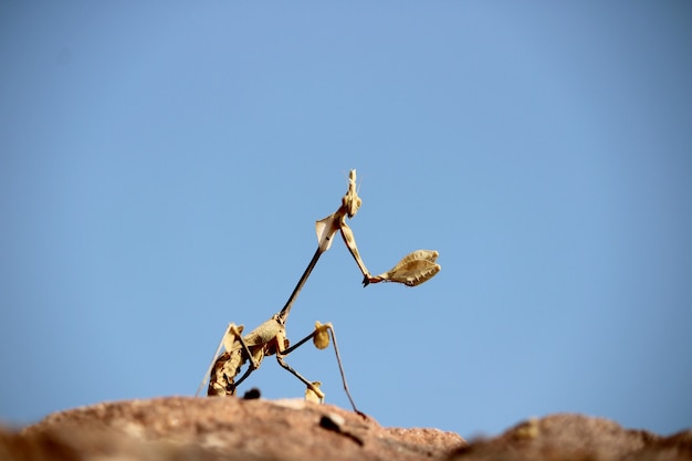 A closeup view of the Indian rose mantis Gongylus gongylodes insect