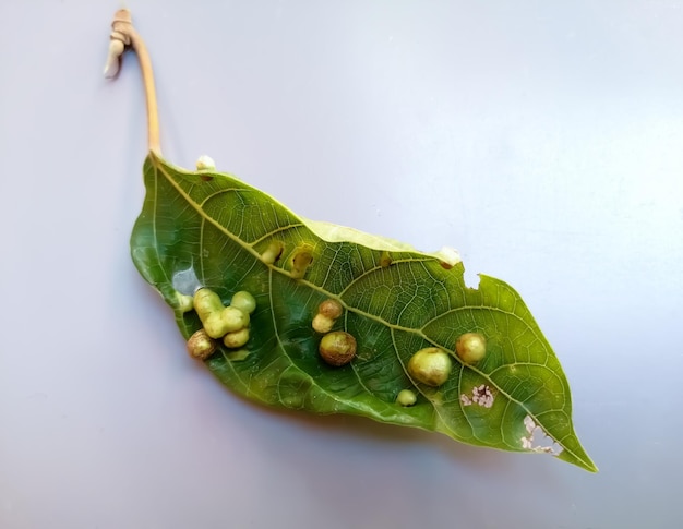 Closeup view of leaf galls parasite with white background.