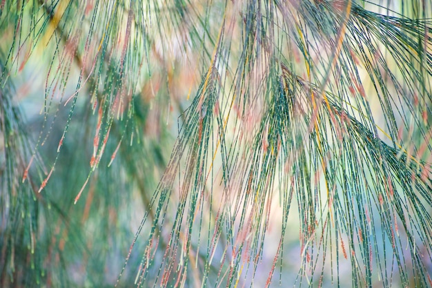 Крупным планом вид листьев австралийской сосны casuarina equisetifolia