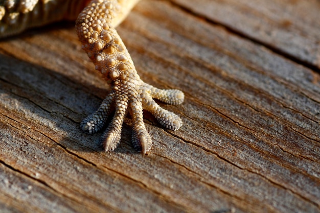 Closeup view of the leg and foot of a european gecko.