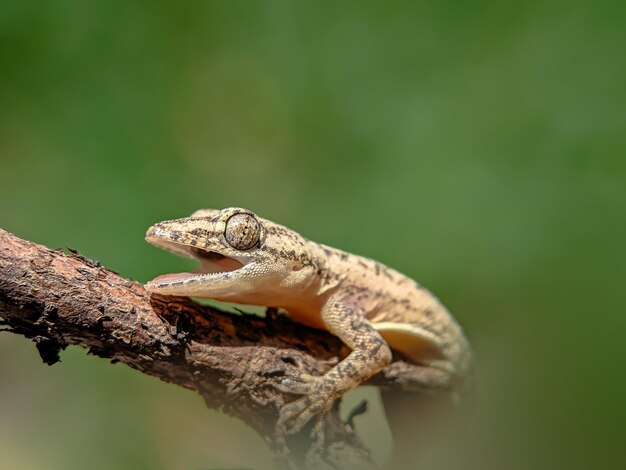 Closeup view of lizard with blurred background