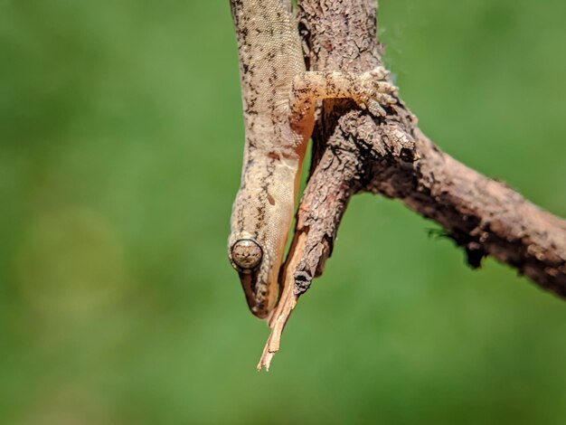 Photo closeup view of lizard with blurred background