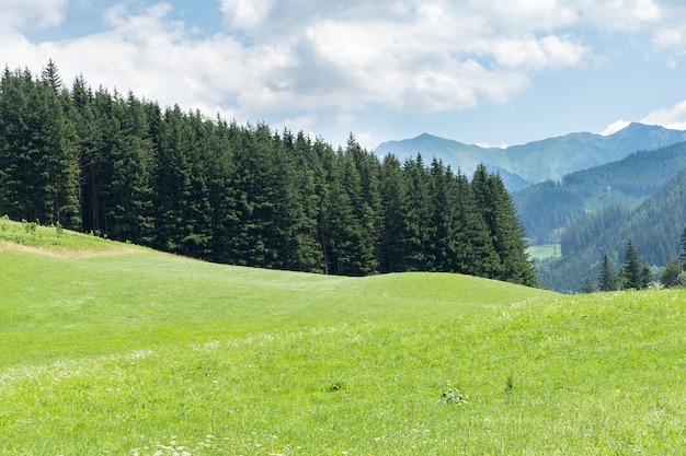 Closeup view of manicured alpine meadows against mountains and forests. The concept of landscape, nature, agriculture.