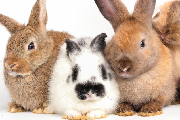 Closeup view many little rabbits on a white background Concept of small mammals Easter