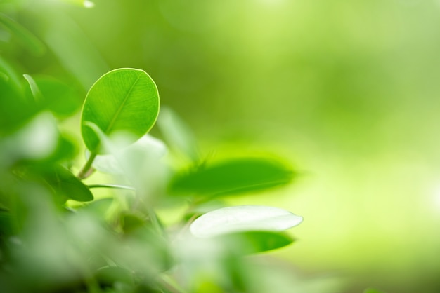 Взгляд крупного плана естественного зеленого цвета лист под солнечным светом