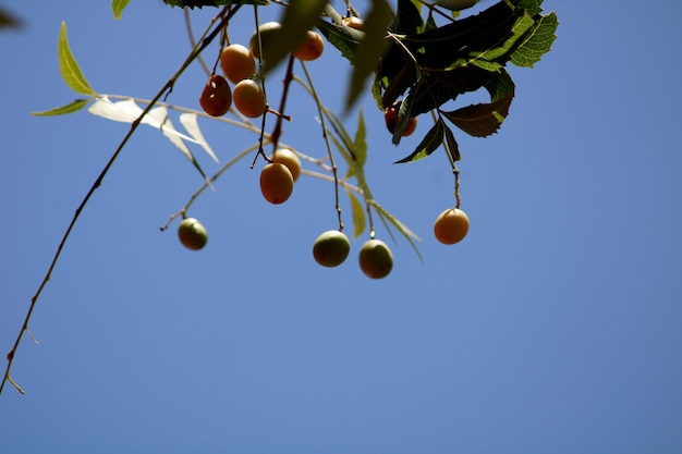 Photo closeup view of the neem fruits