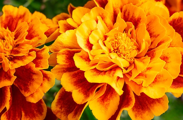 Фото Близкий вид цветочной головки с красными и оранжевыми лепестками и пыльцой на зеленом фоне