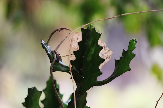 Prickly Pear Cactus 식물의 근접 촬영 보기