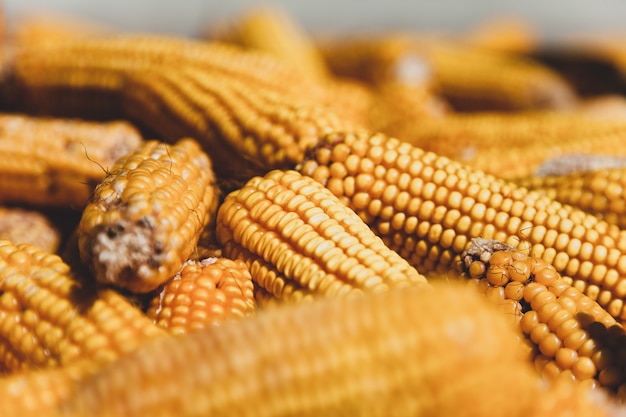 Closeup view on old yellow corns.