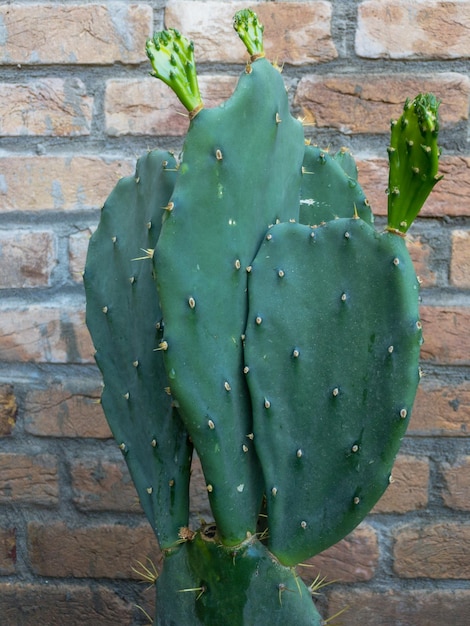 Closeup view of a Opuntia prickly pear cactus plant