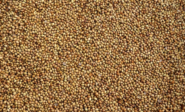 Closeup view of organic dried coriander seeds background