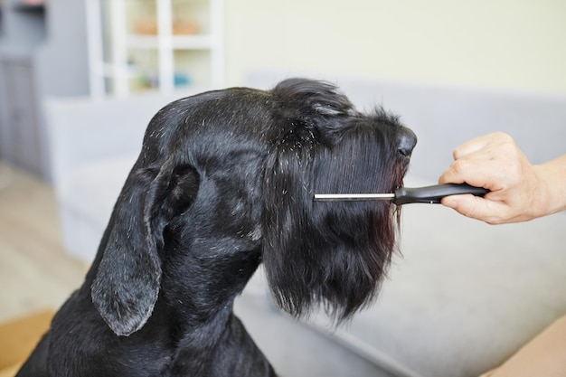 Closeup view of owner combing muzzle of black schnauzer with brush caring about its fur