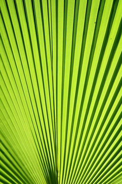 Closeup view of the Palm tree leaf