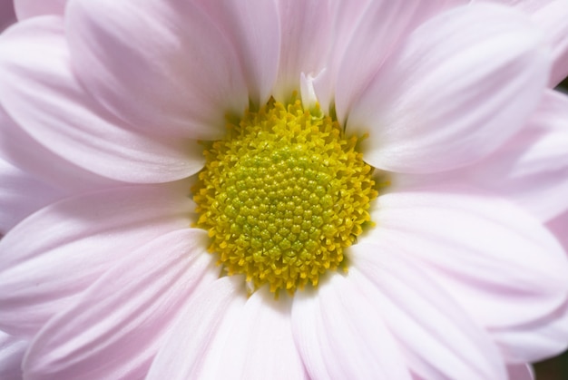 Closeup view of pink daisy with soft focus
