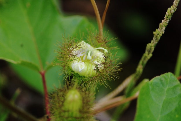 Closeup view of the Pitcher plant Flower Insectivorous Plant