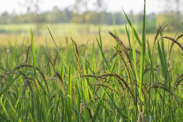 Closeup view of rice paddy in the rice terraces of Thailand 